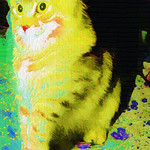 Fun Funky Cat Art to make you smile :)